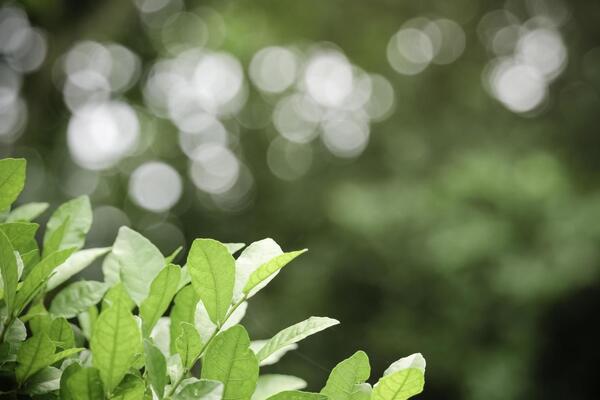 Close-up of green leaves catching sunlight indoors